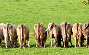 牛牛不再怕被怪「排氣」！飼料新成份有效抑制21％甲烷生成