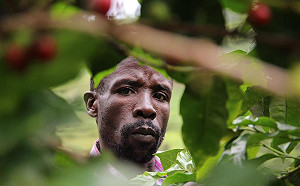 疫情衝擊！2500萬咖啡商受影響  美加星巴克將關閉400家門市