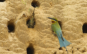 近距離觀察夏日嬌客！栗喉蜂虎現身金門