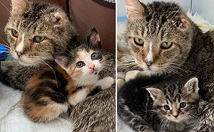 (影)年老浪浪心疼幼貓沒家「見一隻收一隻」暖心當爸！