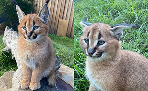 (影)獰貓見鏡頭大秀「耳技」　360度靈活一轉網驚呆：甘拜下風！