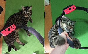 主人玩健身環　被虎斑貓頻頻搶奪網笑：這才是魔王級運動！