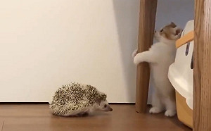 (影)初次見到刺蝟　短腿小萌貓嚇得抱緊桌腳：鼻要過來！