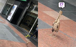 繁忙的新宿車站竟出現神秘鳥！牠一臉懵：我是誰我在哪？