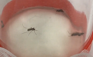 台灣首見坦布蘇病毒！防檢局：無研究支持會威脅人類健康