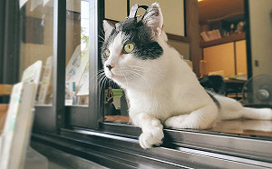 貓奴必參拜！御靈神社名譽宮司竟是由「乳牛貓」鎮守