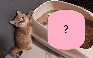 貓砂盆被萌物霸占　小橘貓「哀怨排隊」：鏟屎的快處理！