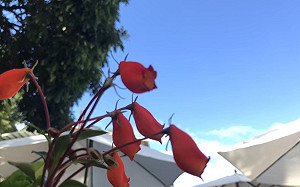 高溫讓你汗如雨下？這4種刺激性食物少吃緩和汗臭味