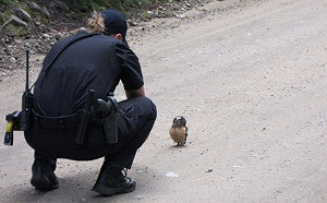（影）小小貓頭鷹遇警察盤查　無辜背手手：偶只是要送信啊！