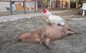 (影)咕咕雞腳底按摩神技　水豚躺地滿臉舒爽：就是這裡～