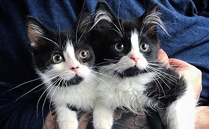 愛媽救援一窩小奶貓　黏踢踢雙胞胎賓士貓幸運一起被收編