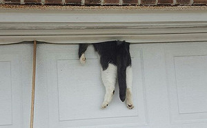 鄰居見車庫卡半截貓嚇壞急報警　被救當事喵睡眼惺忪：吵屁！