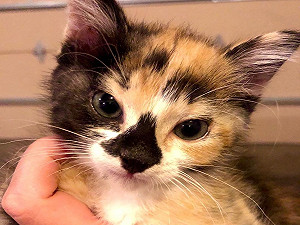 三花貓自備「妙鼻貼」 愛跟大狗外出散步：我汪星人啦！