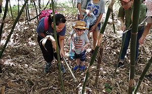 綠竹筍竟有消費券 新北田間廚房吃鮮筍又好玩