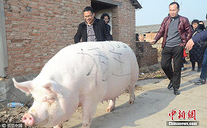 毒不完？中國驚現新豬流感病毒 可能人傳人引爆疫情