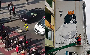 (影)暖心浪犬每天自主護送幼兒們過馬路　獲獎成為當地明星！