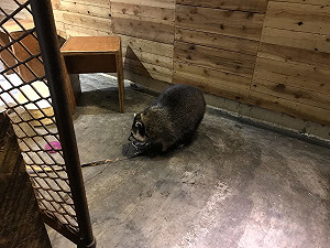 北市知名咖啡店遭爆虐待浣熊！動保處突襲開罰