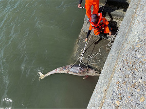西海岸首見弗氏海豚身亡！全身多處咬痕死因待查