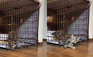 (影)貓是液體的證據！虎斑貓展現軟骨功絕技成功「流出籠子」