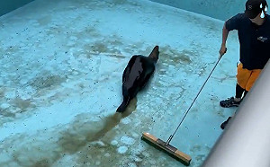 (影)見飼育員辛苦打掃　海獅不停滑壘「越拖越黑」：偶來幫你啦～