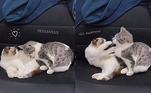 貓咪慢動作靠近朋友想一起趴睡　下秒意外被打臉表情超無辜！