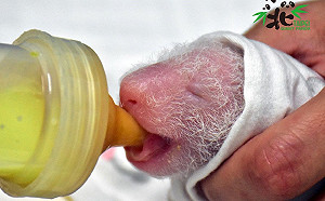 大貓熊「二寶」成長日記曝光！保育員24小時照顧餵奶熬出黑眼圈