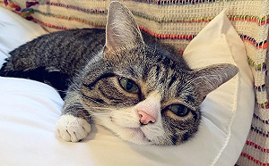 夫妻領養大眼虎斑喵　意外將老貓轉變成愛抱抱貓咪！