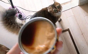 (影)奴才開布丁準備大快朵頤　喵皇誤當罐頭狂磨蹭舔舌：偶要吃！