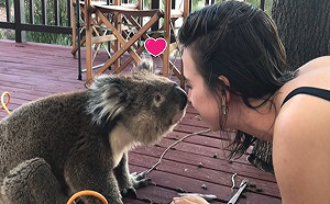 (影)自來熟無尾熊向女子討水喝　還給親親當酬勞網：好羨慕！