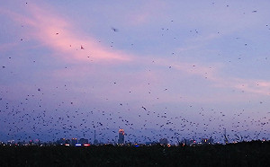 千萬燕群盤旋飛舞！五股溼地夏季最壯觀奇景黃昏準時上演