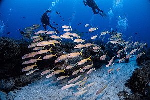 學潛水必讀！6大  Q&A 解答新手常見疑問