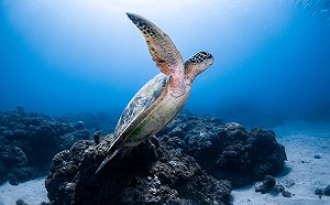 與海龜共游繽紛水下世界！全台5個新手必訪潛水點