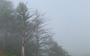 大雷雨來襲！全台5縣市注意午後雷陣雨