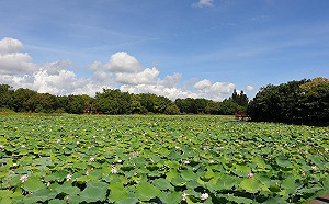 漫步全台最大荷花池！東勢5公頃貯木池荷花飄香盛開中