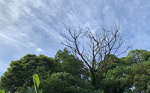 8縣市高溫上看36度！大台北留意午後短暫雷陣