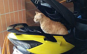 真正開箱文！後座一掀竟冒出「肥嫩橘」　網：車沒結紮長貓啦