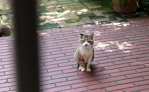 路遇浪貓跟牠說「需要幫忙來找我」　隔天竟就登門拜訪！