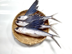 北台灣唯一！夏季限定捕飛魚船隊這裡才看得到