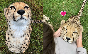 (影)獵豹被按摩耳朵變塞奶「大貓咪」狂呼嚕　網笑：好療癒！