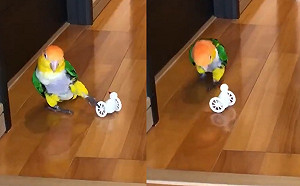 （影）凱克鸚鵡試用新玩具嚇呆　竟瘋狂「倒退嚕」：到底要去哪啦！