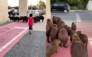 (影)南美日常！水豚家族咚咚咚悠哉過馬路　下秒路人車輛全停下