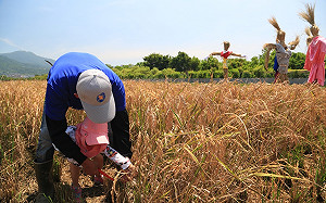 踏入黃金稻浪！親手割稻DIY賞盡田園風光
