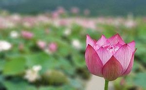 怎麼拍都美！新北賞荷景點懶人包看這裡