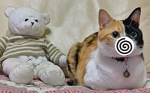 (影)三花貓眼睛與鼻子花色完全對稱　還愛吃青菜網笑：太奇特！