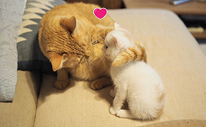 （影）橘貓初見小奶貓　立刻以「尾巴圈粉」獻親親：哥罩你！