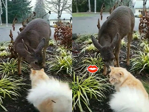 野生小鹿「沉醉吸貓」 網笑：喵界迪士尼公主出現了！