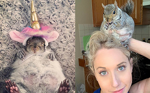 體型吹氣球！收編無家可歸的松鼠竟養成幸福肥：倫家吸收好