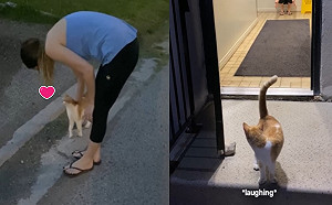 路遇親人浪貓　男子隨口說「一起回家就收編」結局超驚喜！