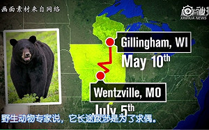 (影) 為愛走超過一個台灣長！黑熊布魯諾求愛奔波420公里  15萬人關注