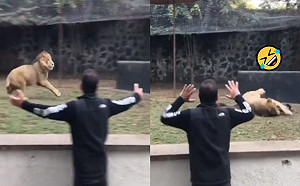 (影)獅子放風開心狂奔　看見心愛爸煞不住壘殘討拍：快抱我！